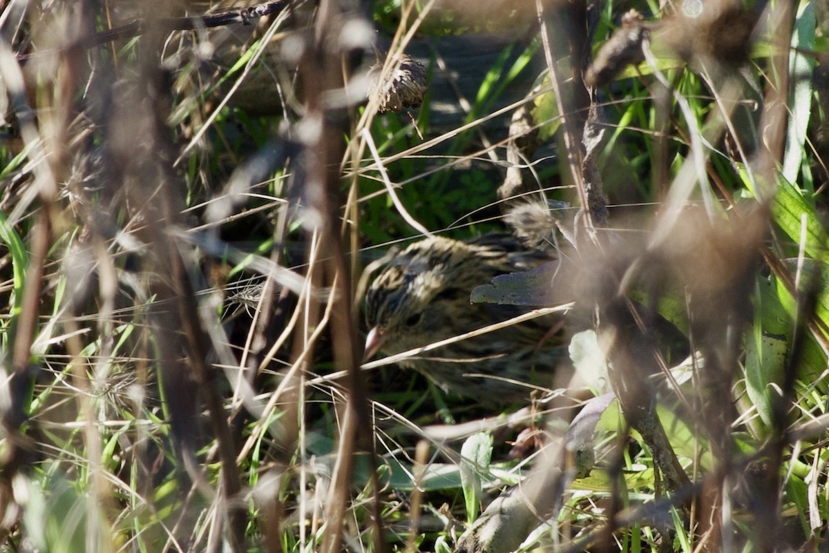 LeConte's Sparrow - ML383378491
