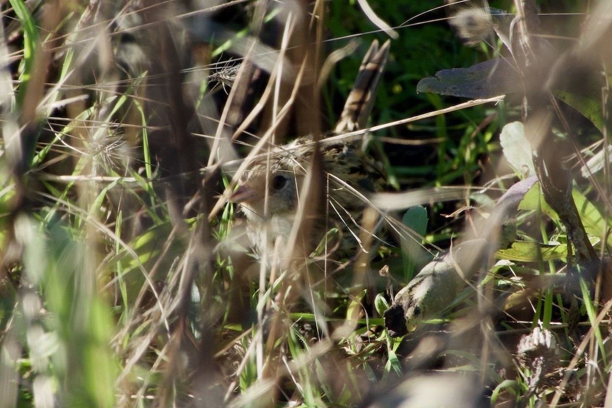 LeConte's Sparrow - ML383378501