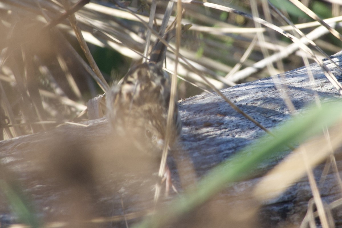 LeConte's Sparrow - ML383378541