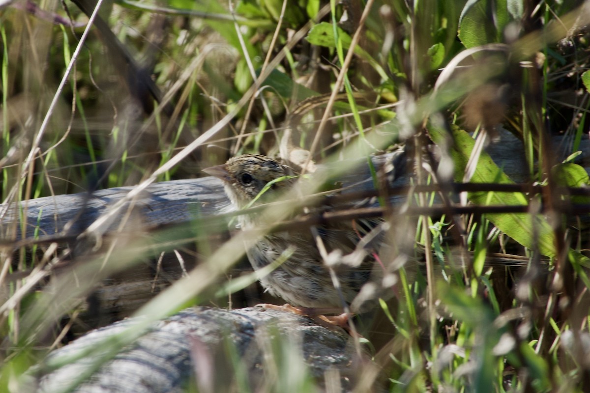 LeConte's Sparrow - ML383378551