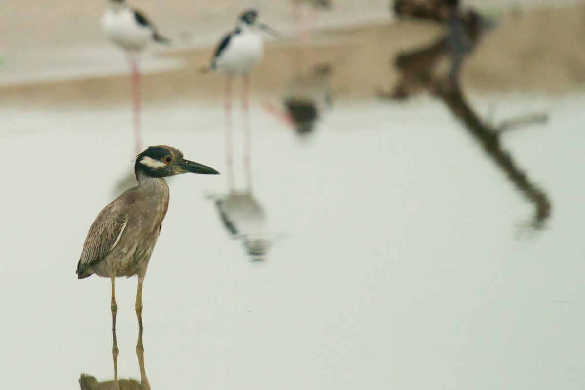 Yellow-crowned Night Heron - ML383378951