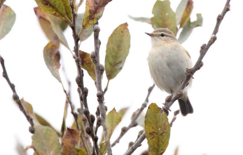 Common Chiffchaff (Siberian) - Kris Webb