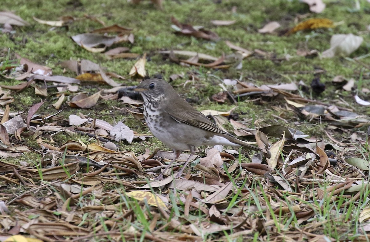 Gray-cheeked Thrush - ML383381101