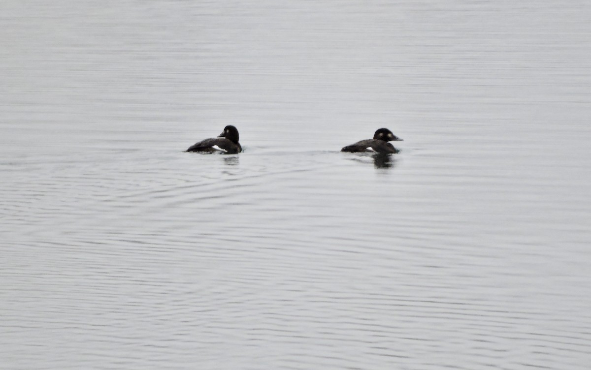 White-winged Scoter - ML383382391