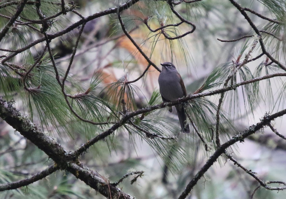 Brown-backed Solitaire - ML383384531