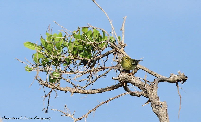 Blackpoll Warbler - ML383385291