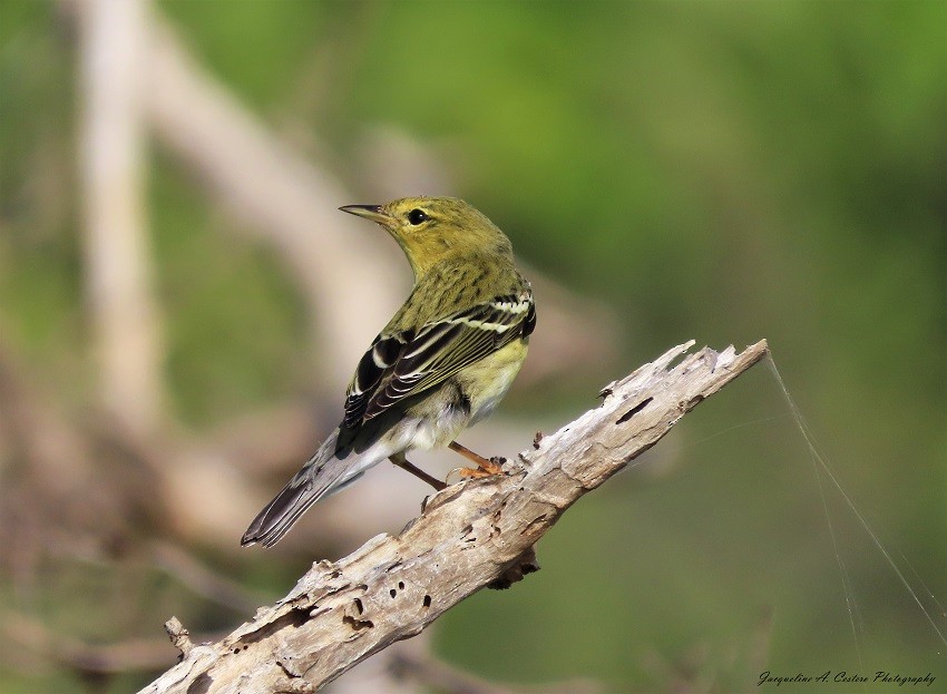 Blackpoll Warbler - ML383385301