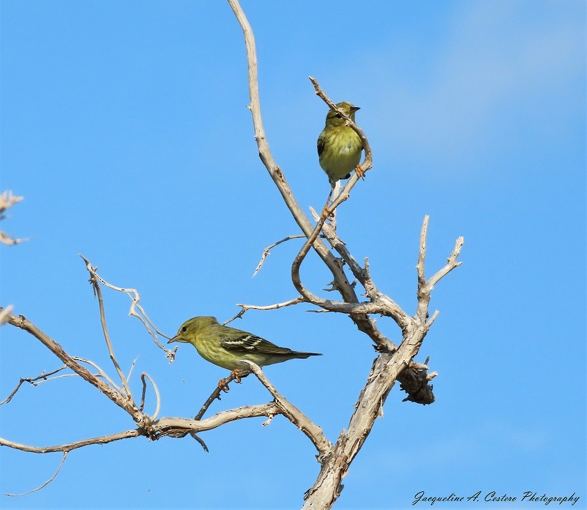 Blackpoll Warbler - ML383385311