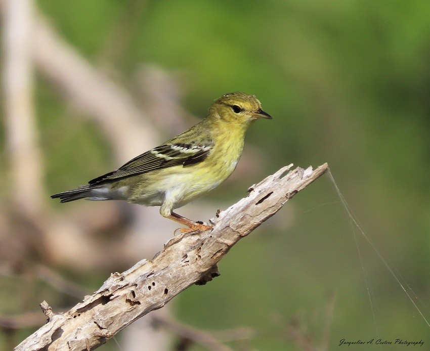 Blackpoll Warbler - ML383385321