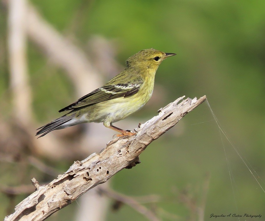 Blackpoll Warbler - ML383385331