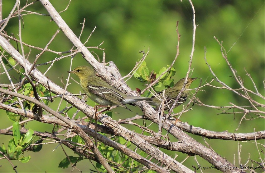 Blackpoll Warbler - ML383385341