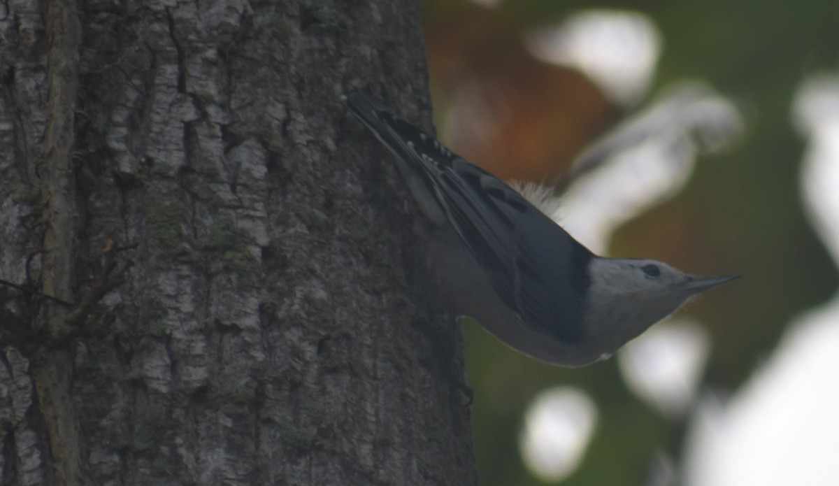 White-breasted Nuthatch - ML383385861