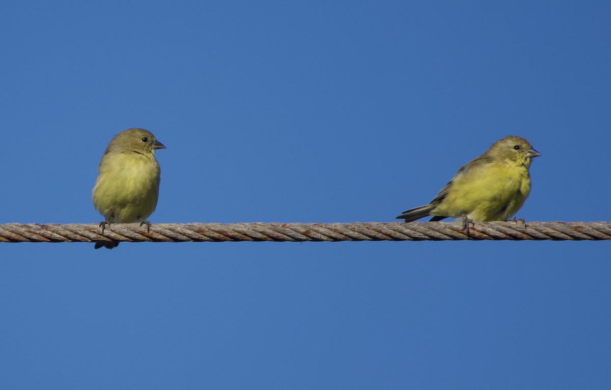 Lesser Goldfinch - ML383386021