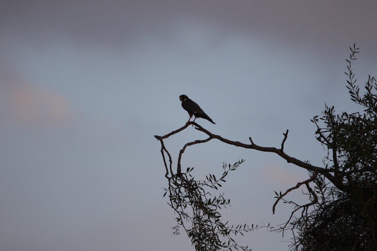 Aplomado Falcon - ML383386471