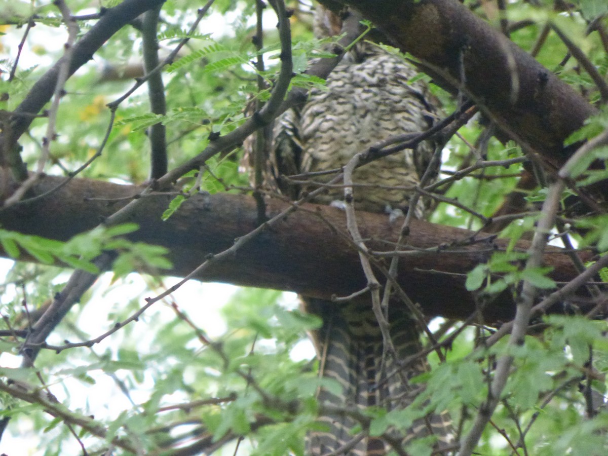 Asian Koel - ML383386831