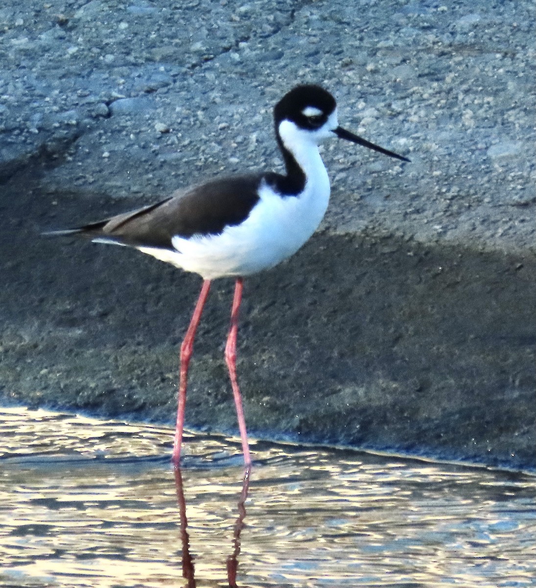 Black-necked Stilt - ML383387151