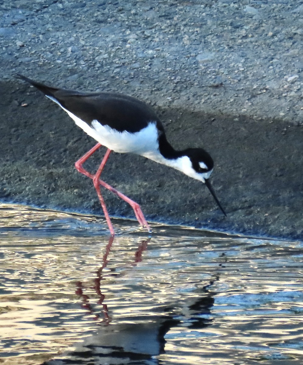 Black-necked Stilt - ML383387161