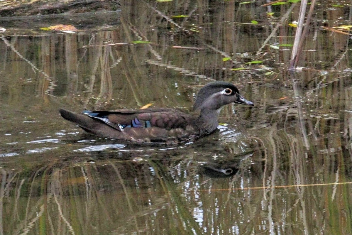 アメリカオシ - ML383388781