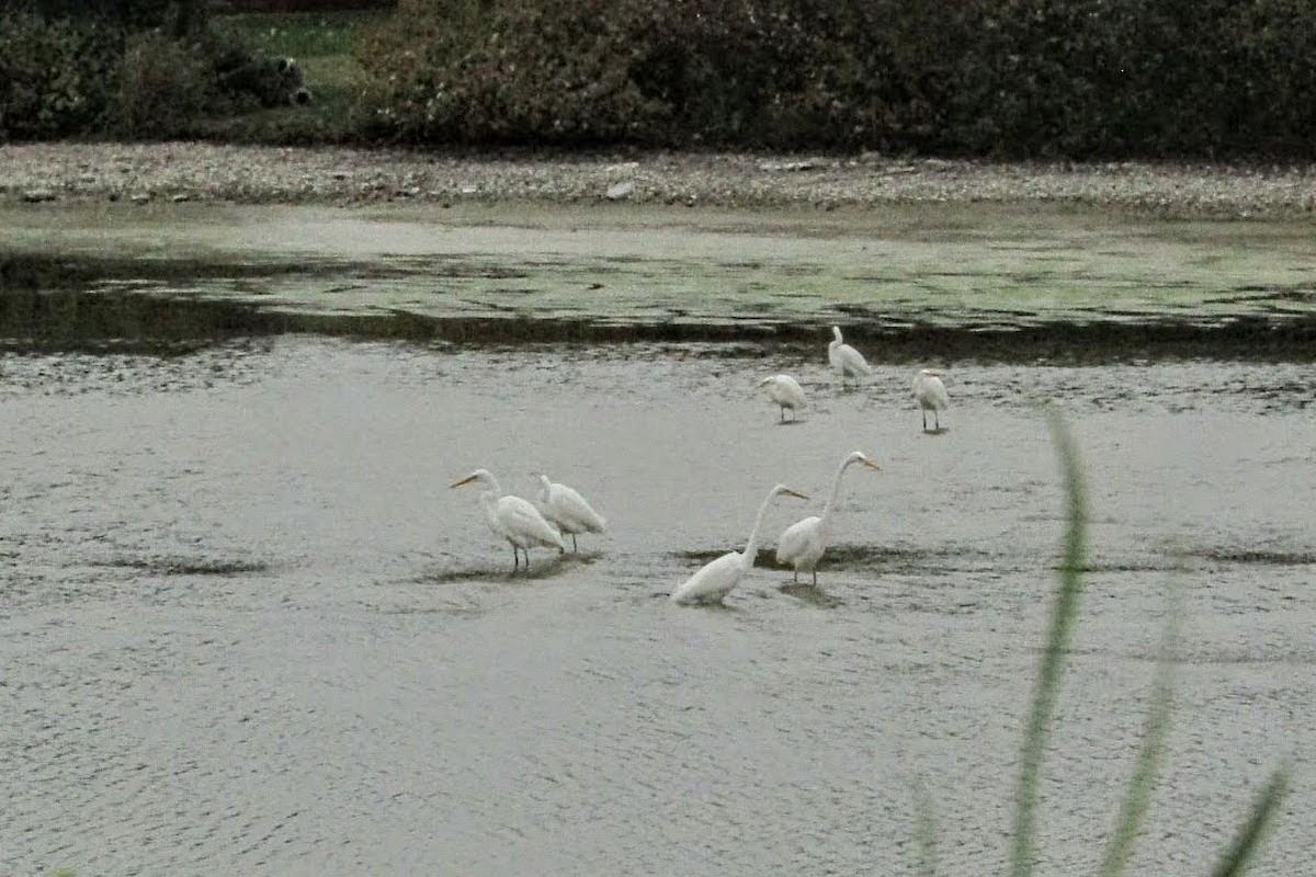 Great Egret - ML383389341