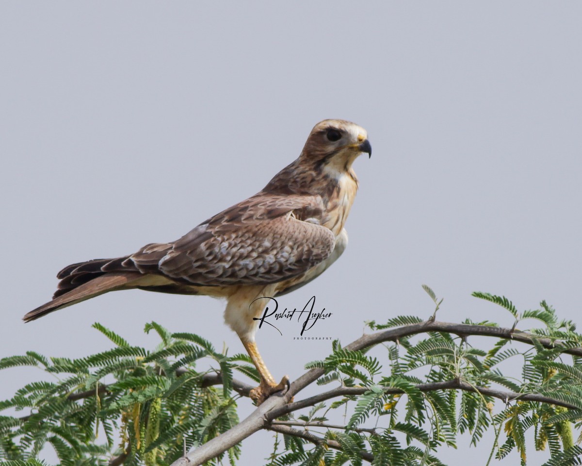 White-eyed Buzzard - ML383389501