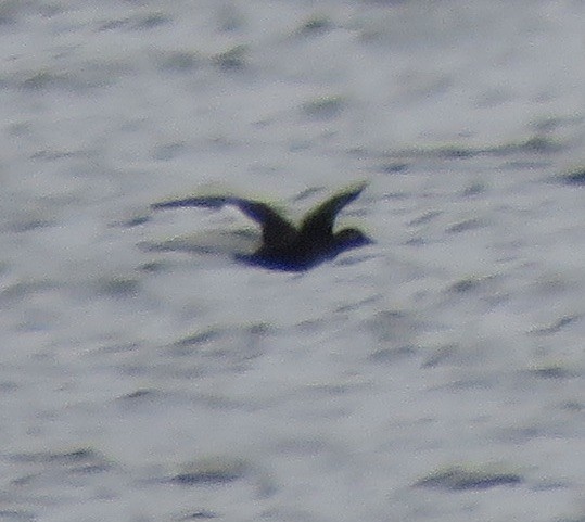 White-winged Scoter - ML383390331