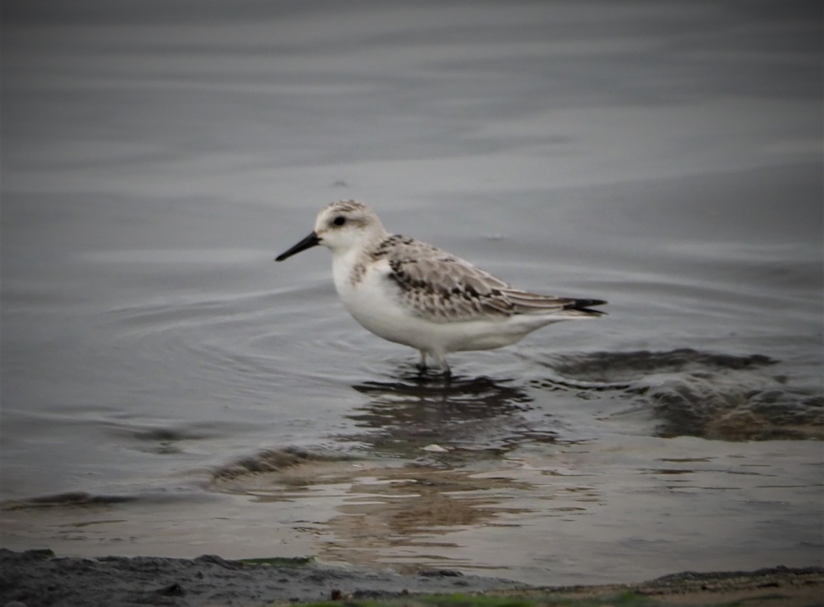 Bécasseau sanderling - ML383390981