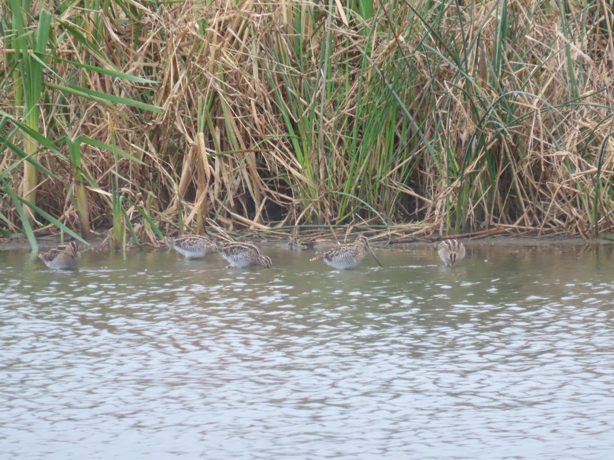 Wilson's Snipe - ML383391041