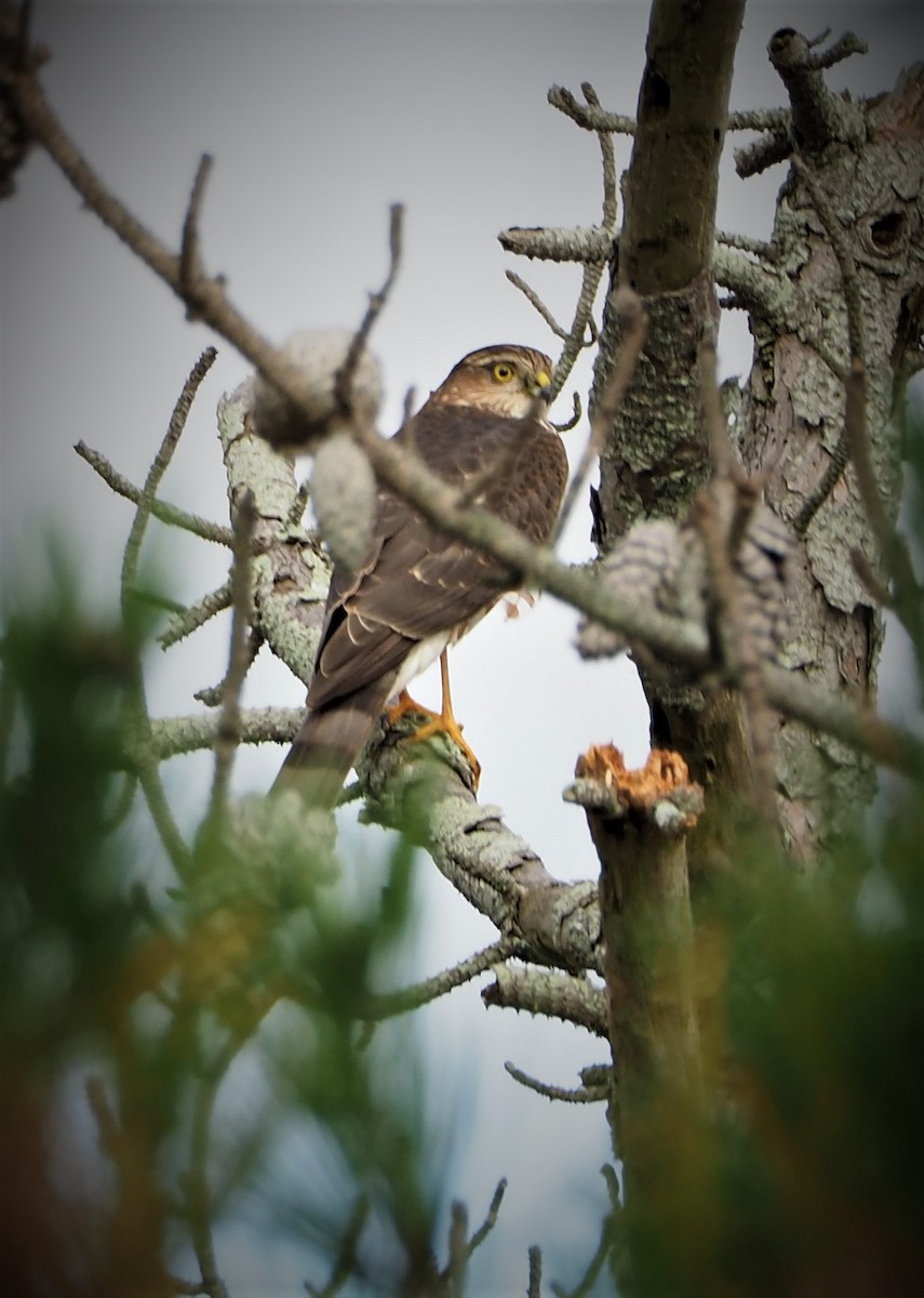 Sharp-shinned Hawk - ML383391681