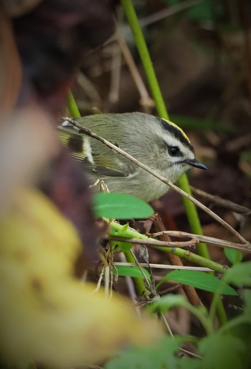 Golden-crowned Kinglet - ML383391861