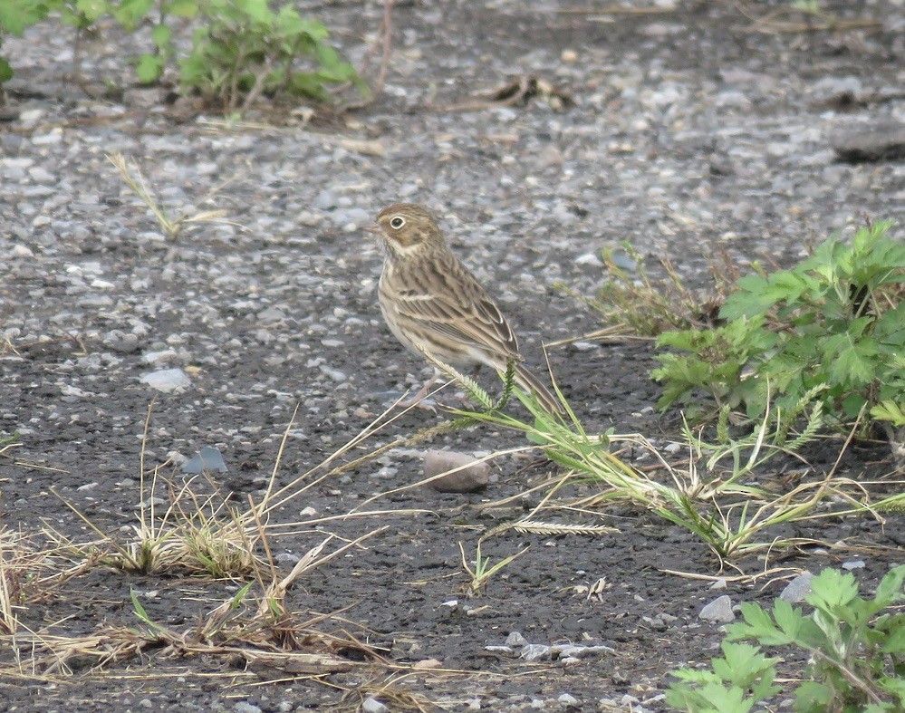 Vesper Sparrow - ML383393041