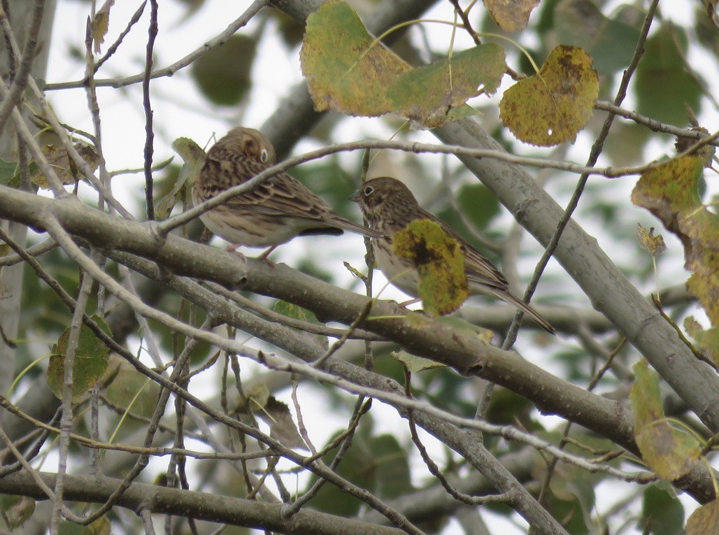 Vesper Sparrow - ML383393101