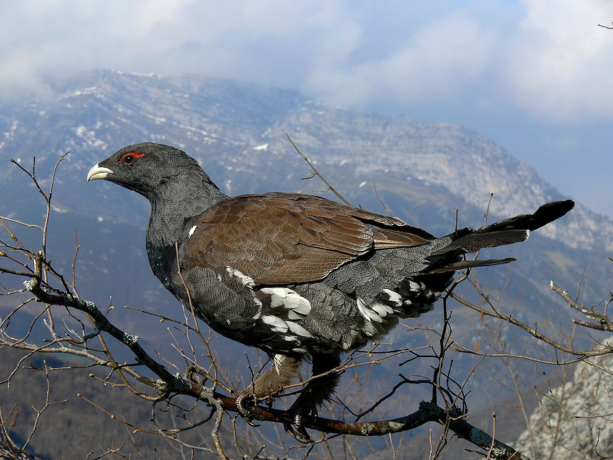 Western Capercaillie - ML383394021