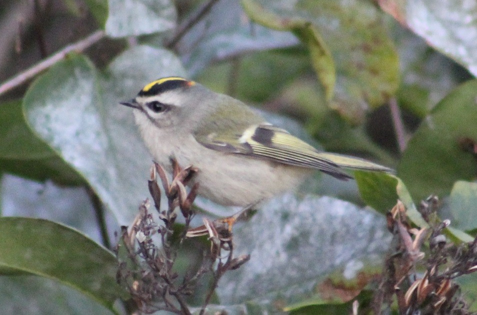 Golden-crowned Kinglet - ML38339521