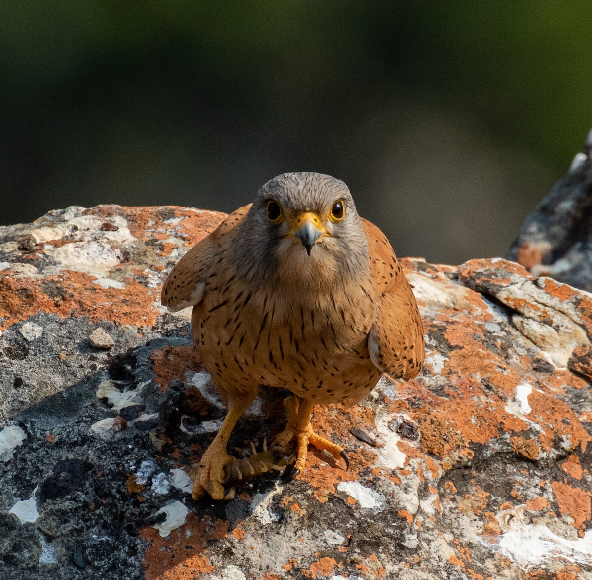 Rock Kestrel - ML383395371