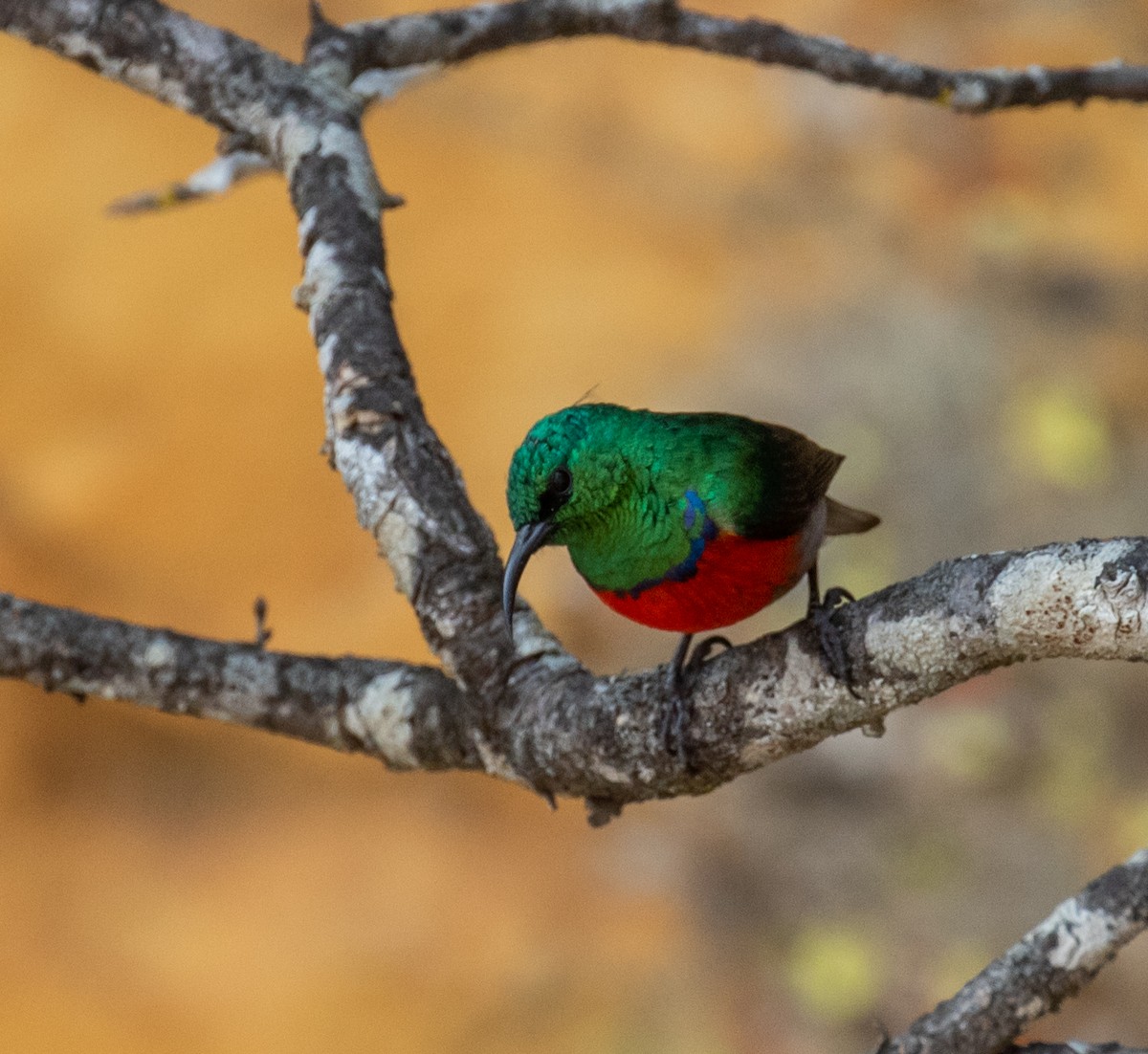 Montane Double-collared Sunbird - ML383396391