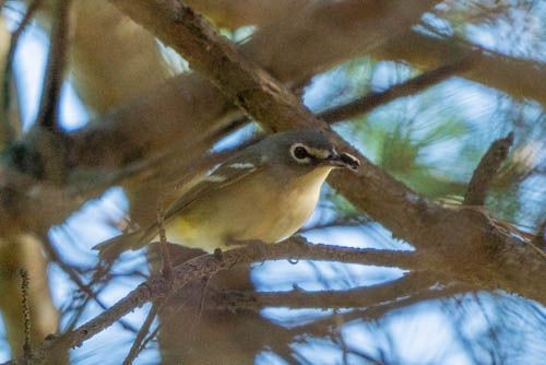 Vireo Solitario - ML383398071