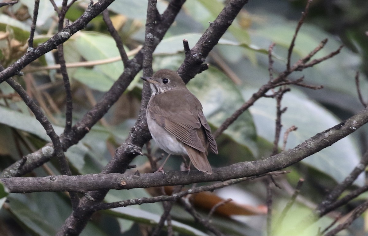 Gray-cheeked Thrush - John Bruin