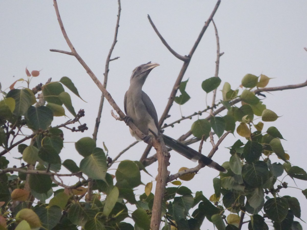 Indian Gray Hornbill - ML383398971