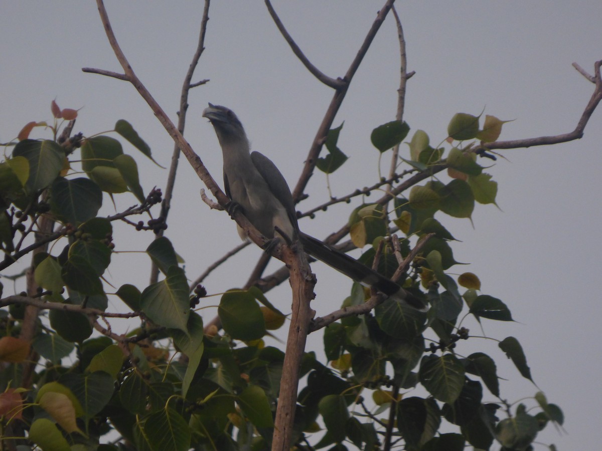 Indian Gray Hornbill - ML383398981