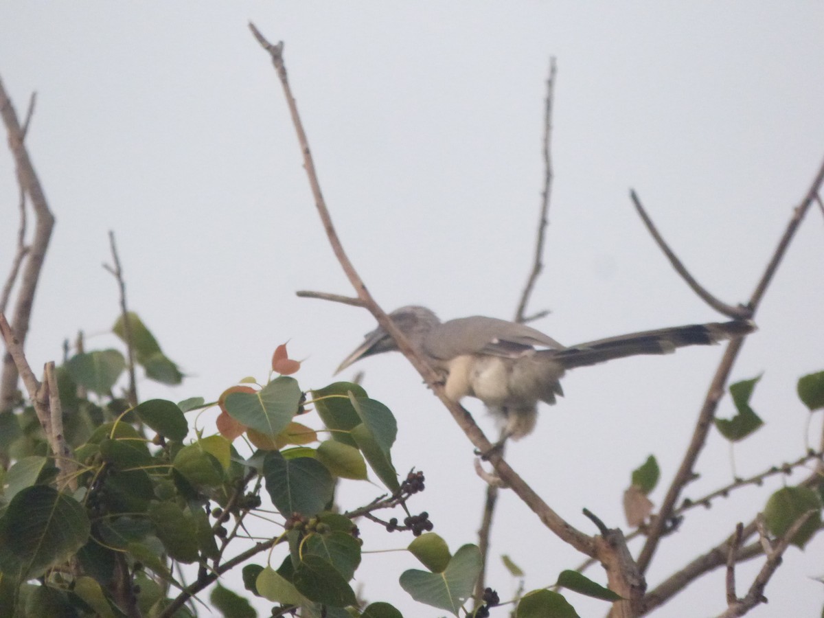 Indian Gray Hornbill - ML383398991