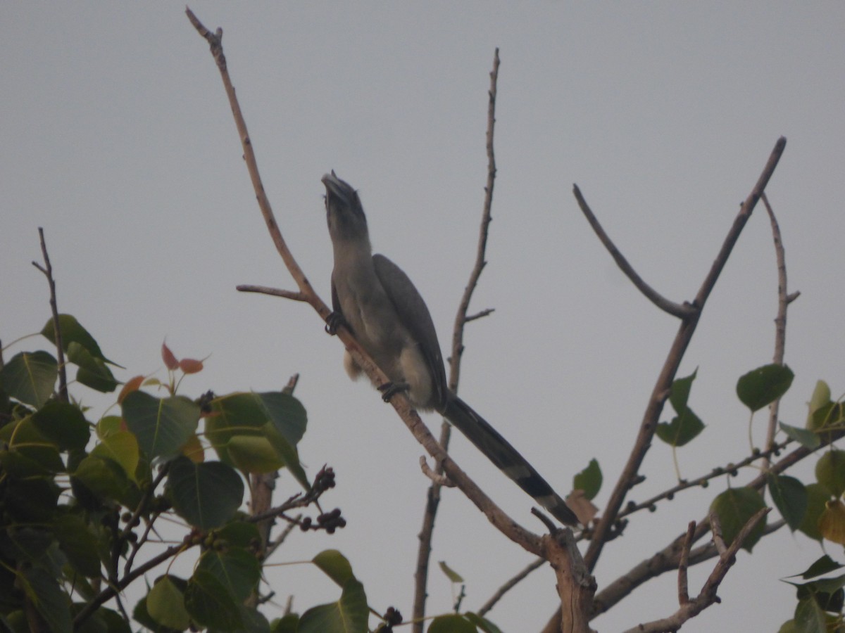 Indian Gray Hornbill - ML383399001
