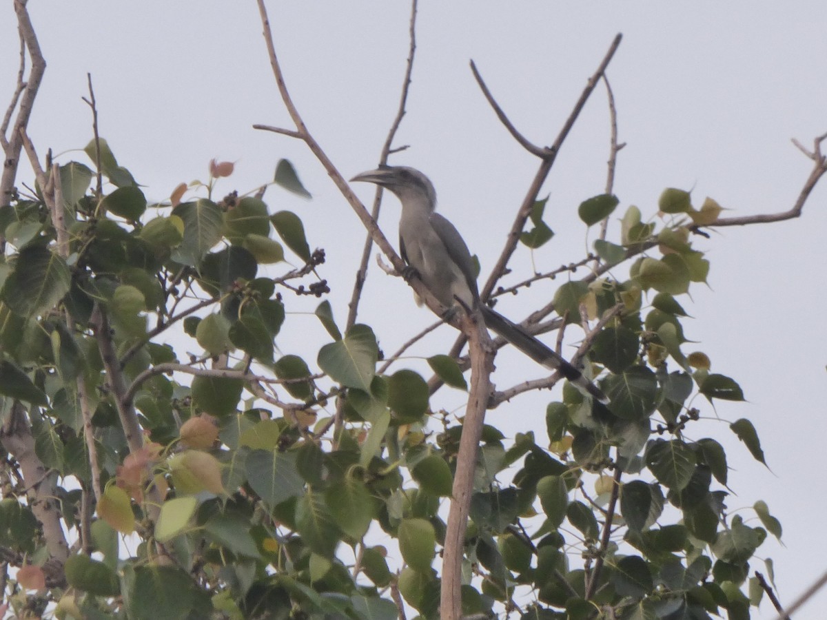 Indian Gray Hornbill - ML383399031