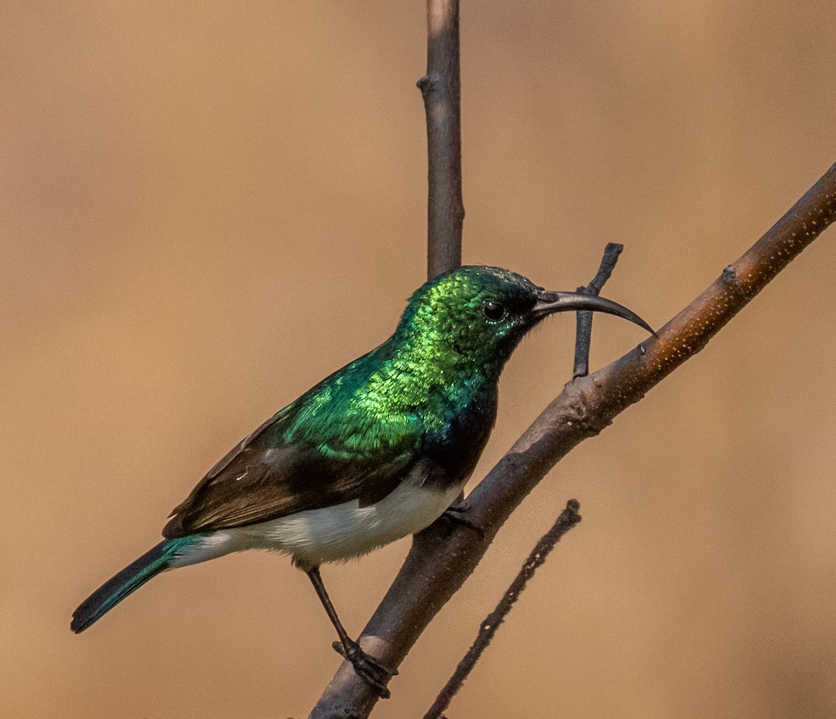 White-bellied Sunbird - Ron Hoff Dollyann Myers