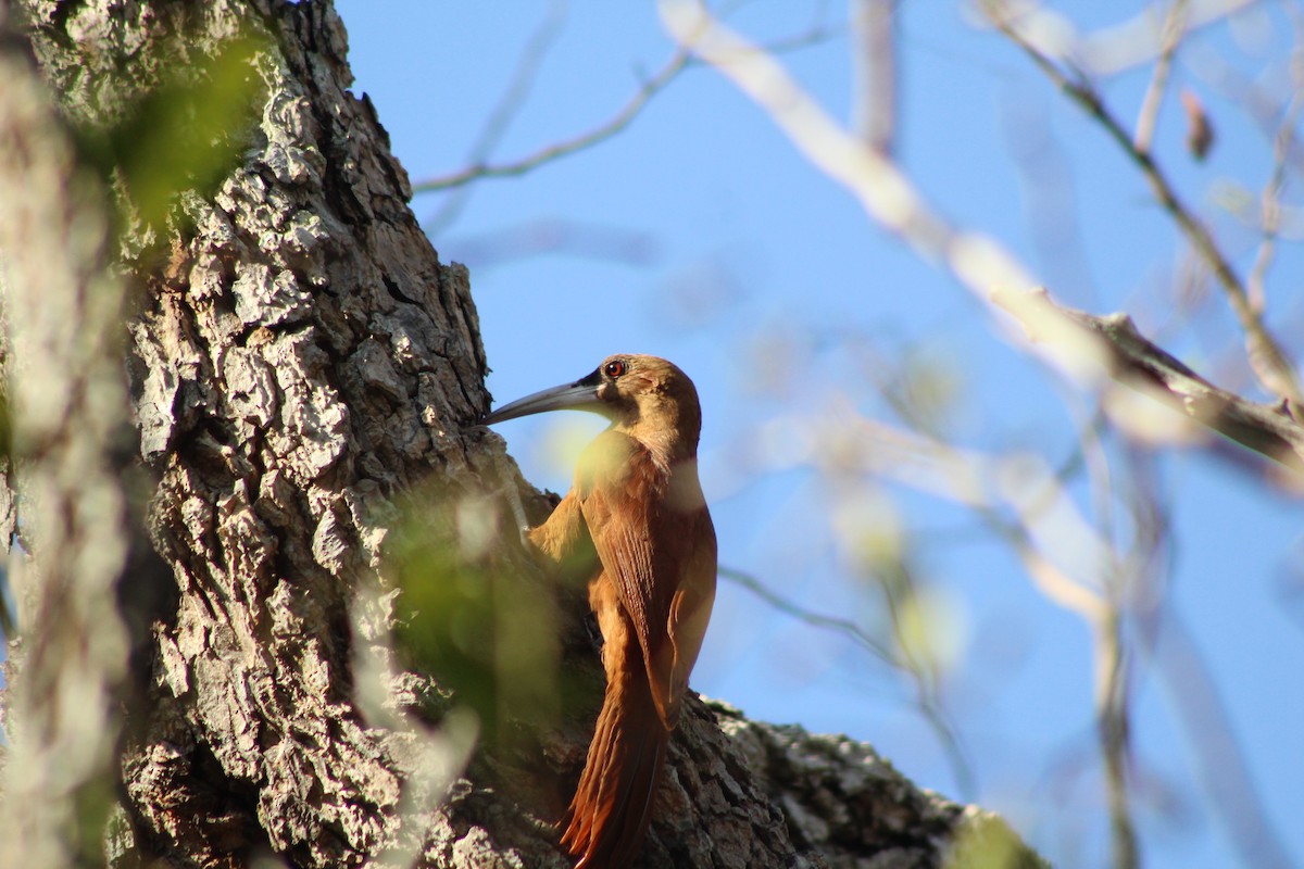 Great Rufous Woodcreeper - ML383400881