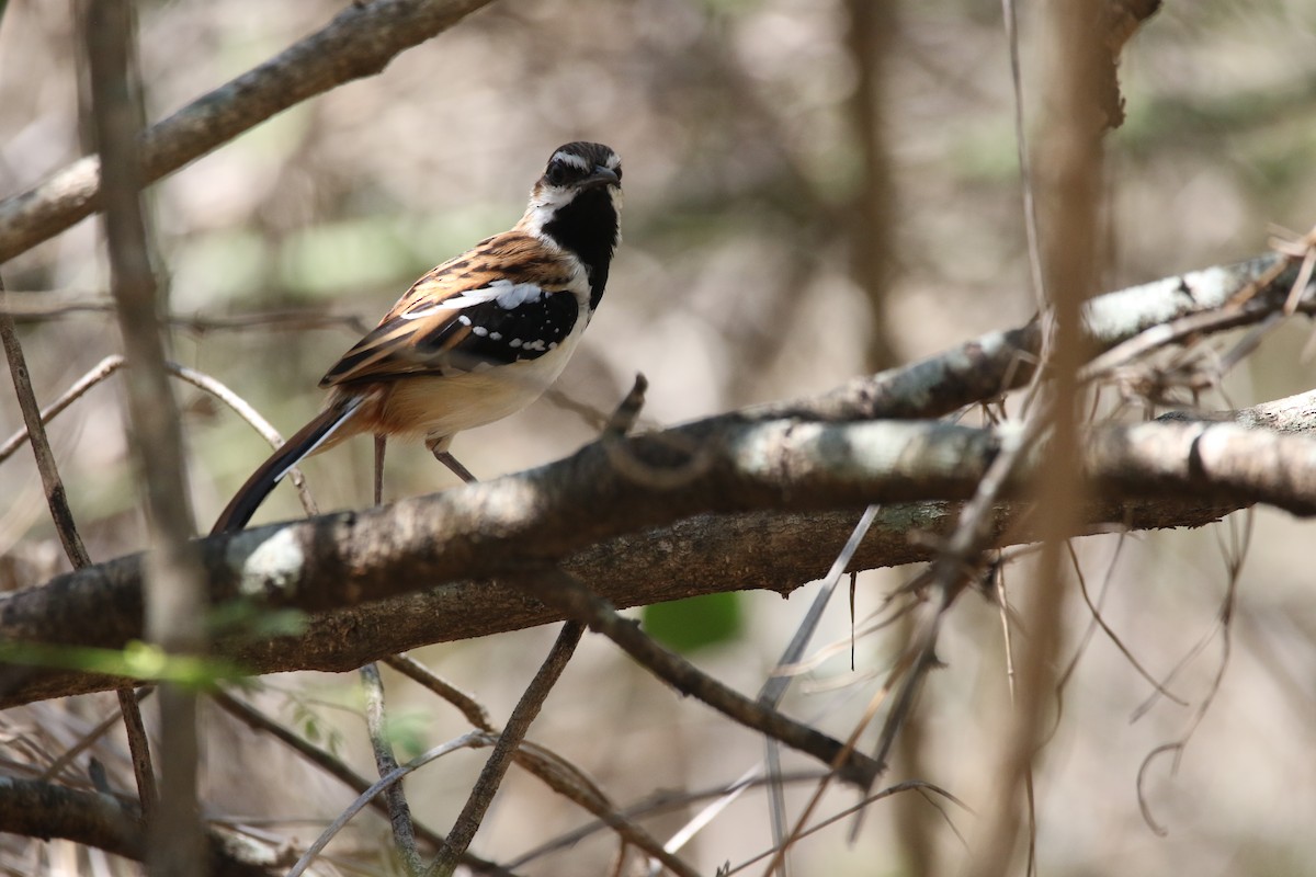 Stripe-backed Antbird - ML383401061