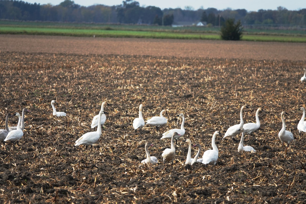 Tundra Swan - ML383401391