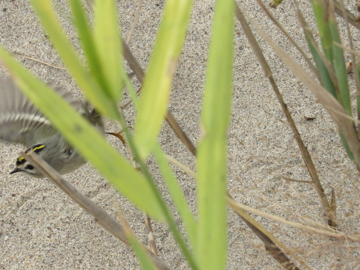 Golden-crowned Kinglet - ML383402251