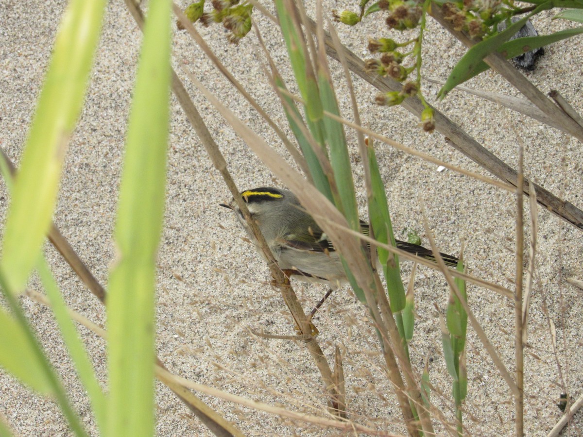 Golden-crowned Kinglet - ML383402281