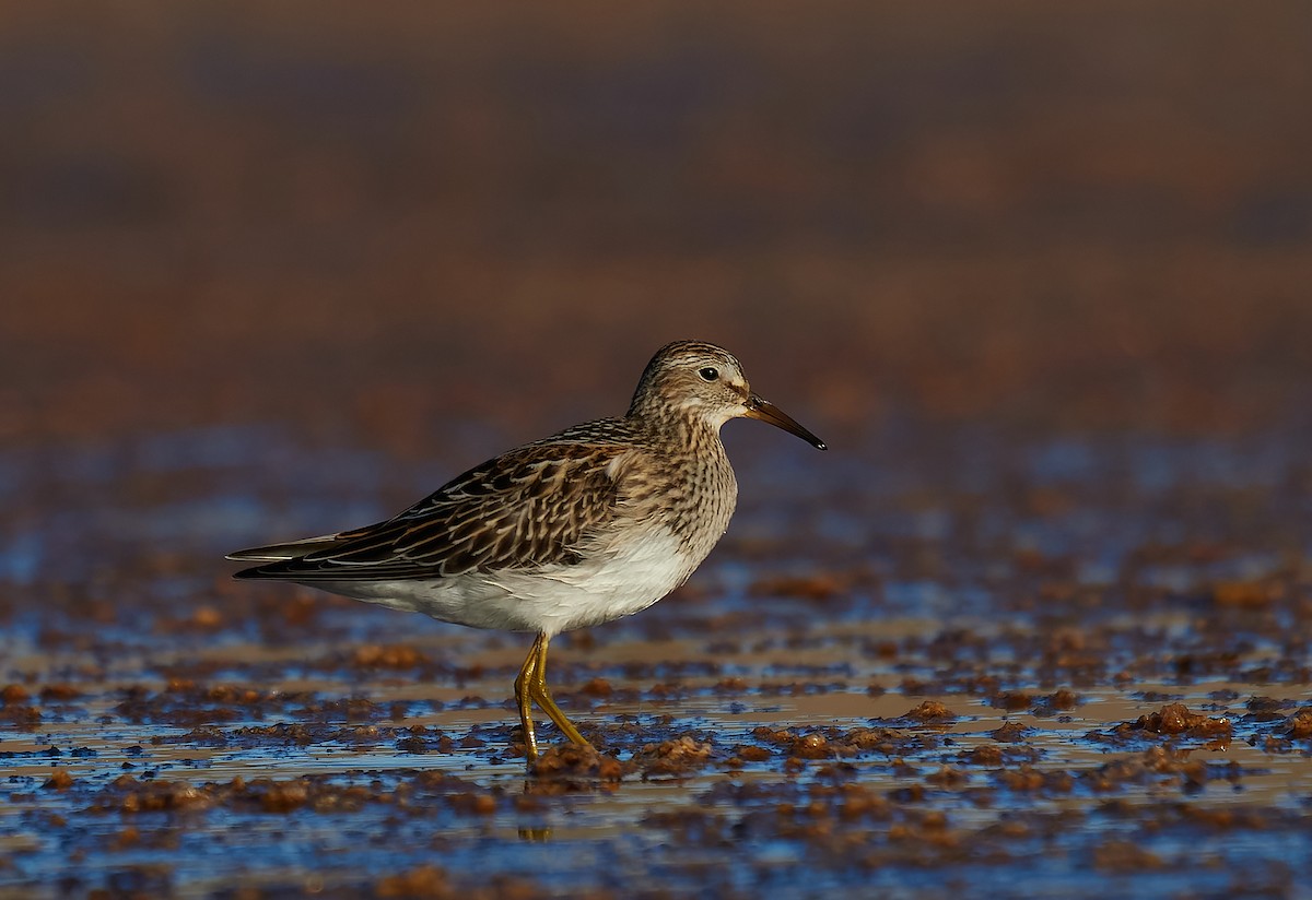 Pectoral Sandpiper - ML383402711