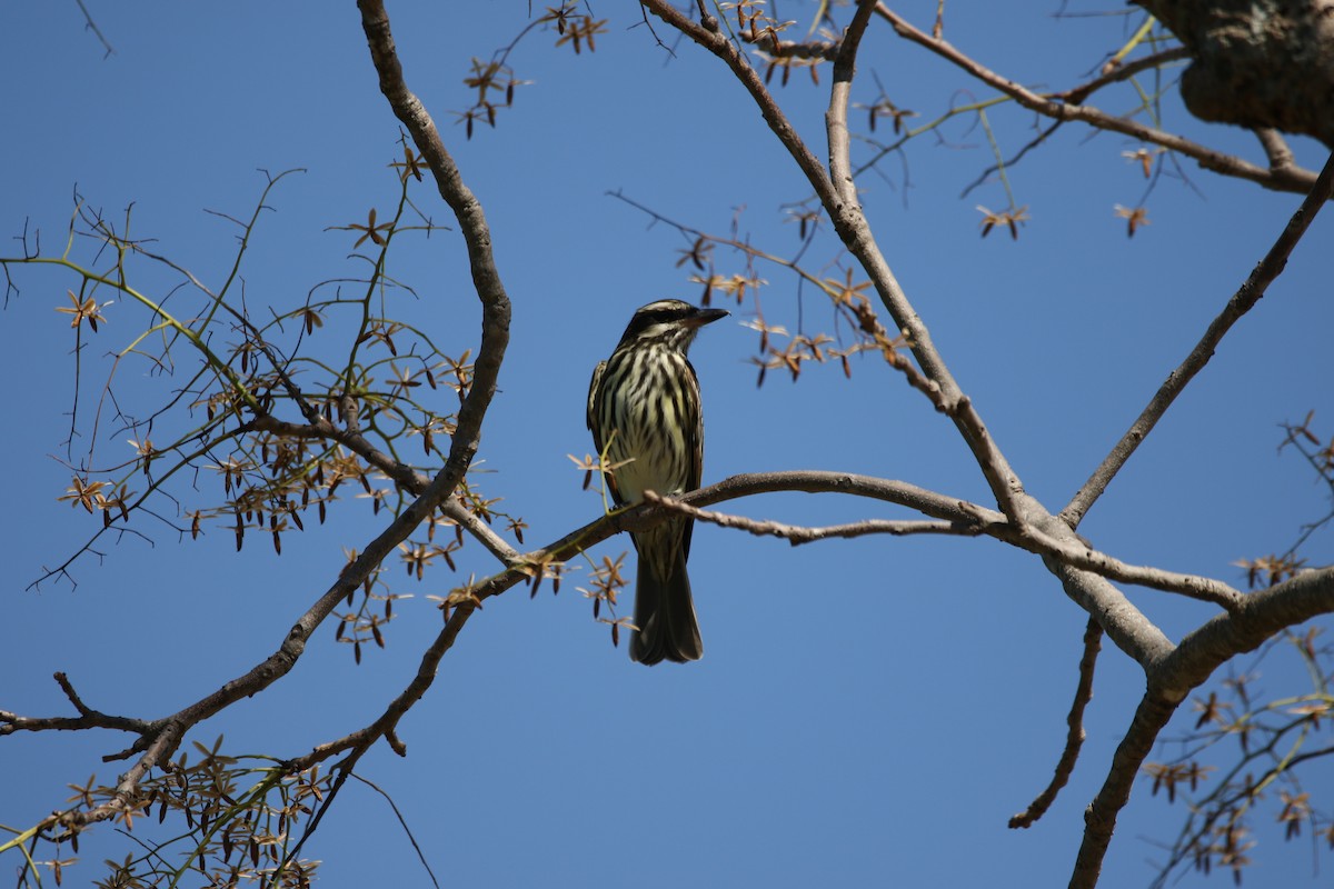 Streaked Flycatcher - ML383403401